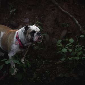 Bull dogs-surprisingly good campers, unsurprisingly bad swimmers.