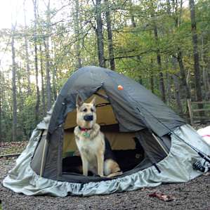 One of our 2 dogs enjoying the pet-friendly campgrounds.