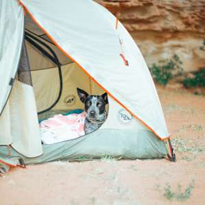 tent dog animal