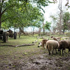 Every animal a farmstead could ever need.