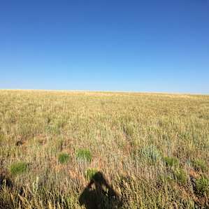 Plenty of places to locate a tent in the field away from the shrub line above Alkali Gulch.