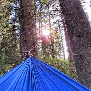 Great trees for setting up hammocks!