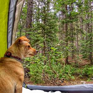 Pet friendly! My pup looking out at the stream.