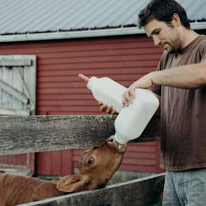 Phil giving a very happy 10-day-oldcalf dinner!