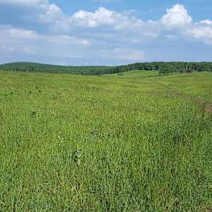 Path through big meadows