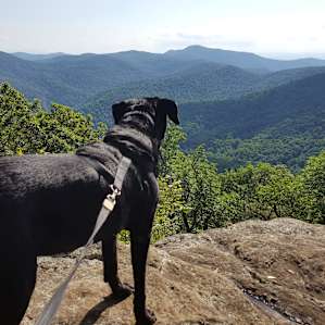 Doggie enjoying the view at Loft Mountain