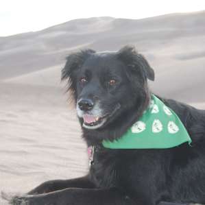 Dogs are only welcome at the camp grounds, the river, and the front portion of the dunes.