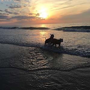 Assateague Island Horse Camp Assateague Island Md 1