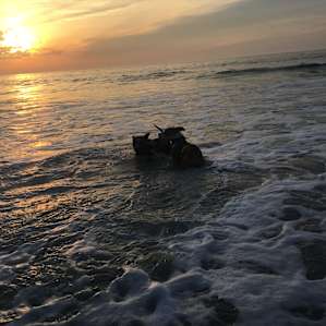 The beach is a great place to camp if your are a dog owner, they are allowed on the island