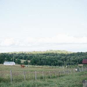 horse animal