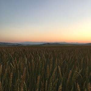 Stunning golden sunset view right from our tent.