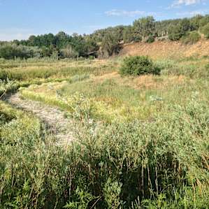 Walking along the arroyo near the campsite in the pinyon-juniper woodlands that surround the farm.
