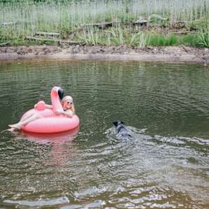 dog swimming animal