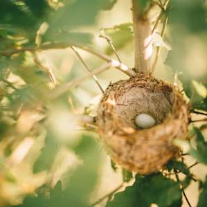 Orr showed us a finch's bird nest.