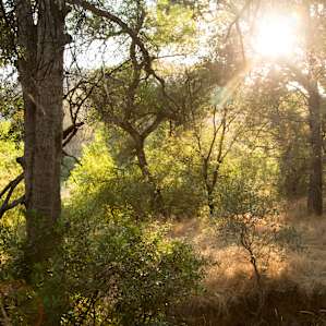 forest sun