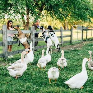friendliest goats :)