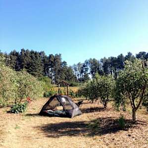 Our tent amongst the olive trees