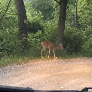 We saw loads of deer. They are not easy to capture on camera.