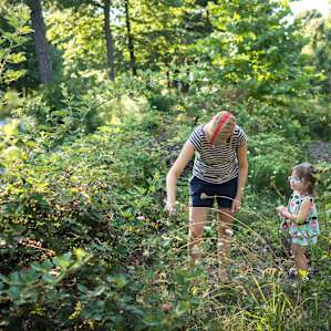 Picking berries on Kimberly's land.
