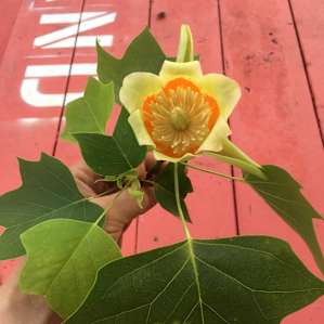 tulip tree bloom