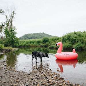 dog animal water