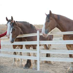 Gentle giants. We couldn't get enough of them.