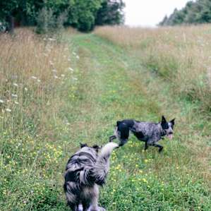 animal dogs