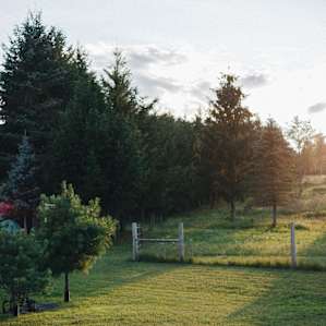 trees