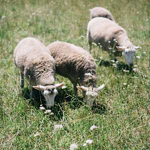 animal sheep