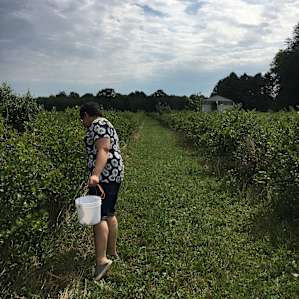 Rows upon rows of berries to pick
