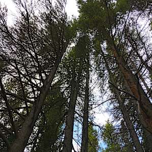 Tall Trees = ample shade