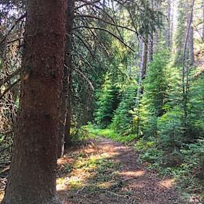 More of the trail to your campsite!