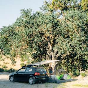 Chilling under the oak tree.