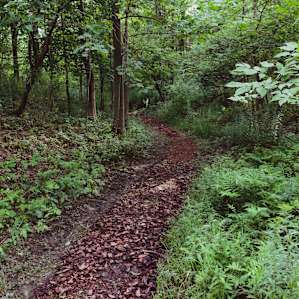 Behind the main area of the property, this trail is a quick walk back to the hipcamp campsite.