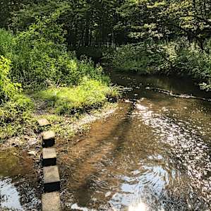 Creek next to site 1