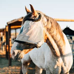 horse animal