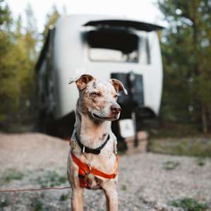 rv dog animal