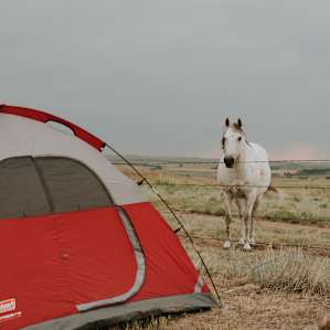 They got very curious about our campsite!