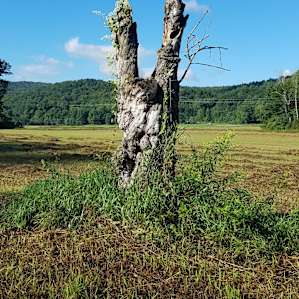 VT farm on trout stream