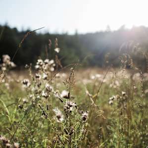 Thick Forest Seclusion