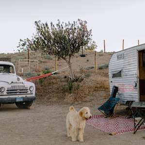 dog animal lodging