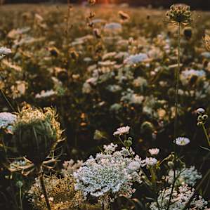 Watching the sunset over a field of wildflowers