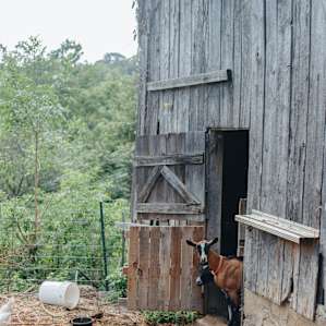 animal goat