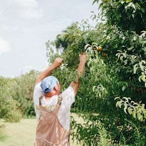 asian pears from the orchard