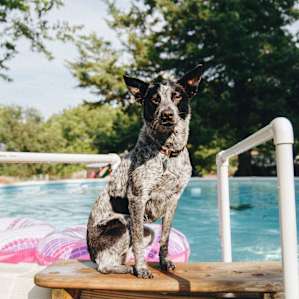 a great swimming pool for humans and dogs alike
