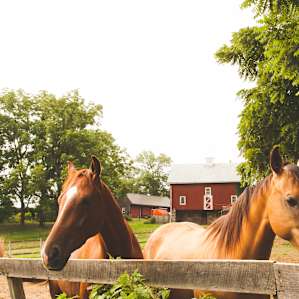 Look at these majestic cuties.