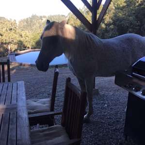 Good Night Horses!