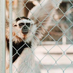 Did you know gibbons are apes, not monkeys?