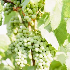 The grapes growing in the vineyards across the field.