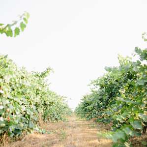 Rows and rows of beautiful grapes grown for the production of other wineries.